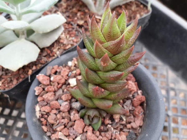 Succulent plants grow slowly.