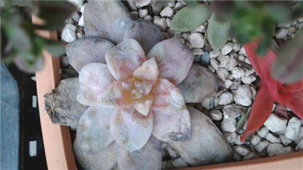 Succulent plants grow slowly.