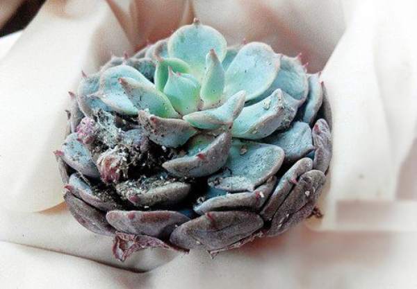 Succulent plants grow slowly.