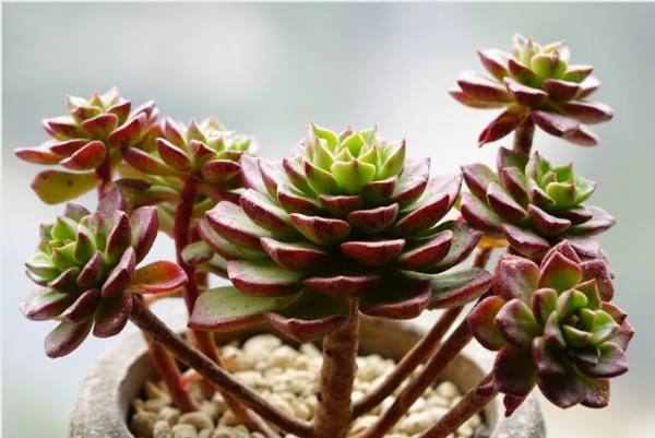 Succulent plants grow slowly.