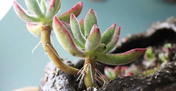 Succulent plants grow slowly.