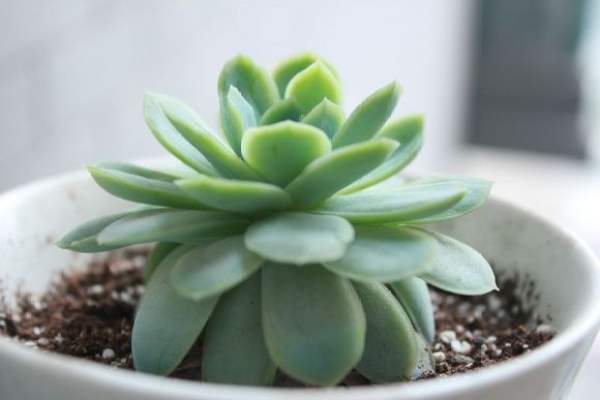 Succulent plants grow slowly.