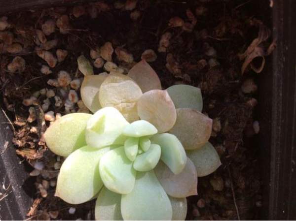 succulent plants grow slowly