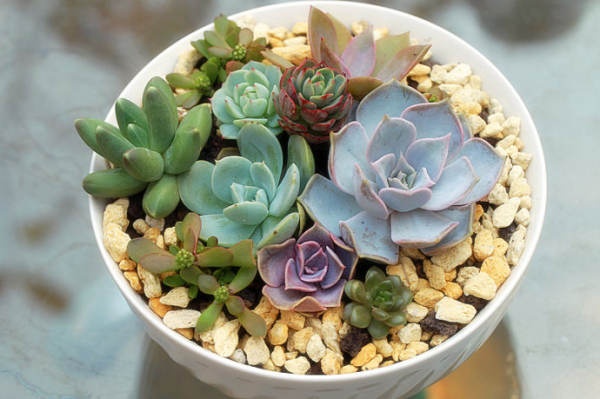 succulent plants grow slowly