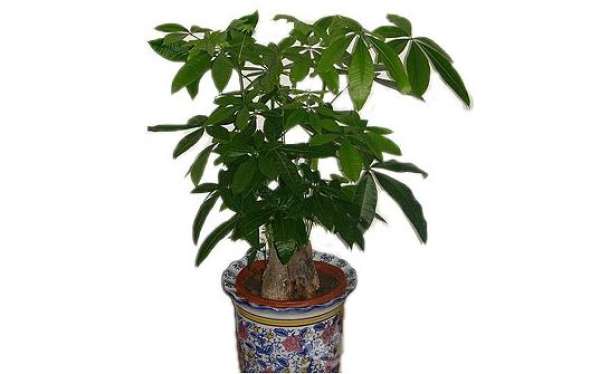 Moisture Requirements for Maintenance of Fortune Trees in Winter