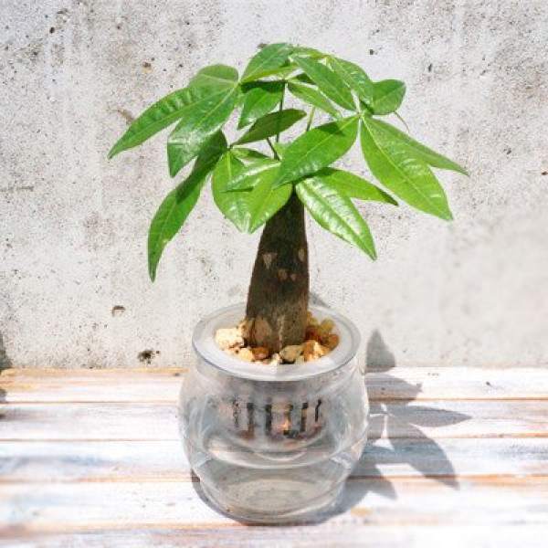 Fertilization of water nourishing fortune tree