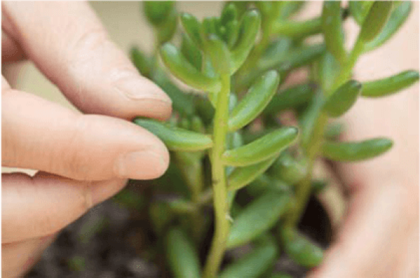 Choose fleshy, plump and healthy leaves.