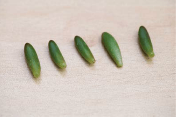 Choose fleshy, plump and healthy leaves.