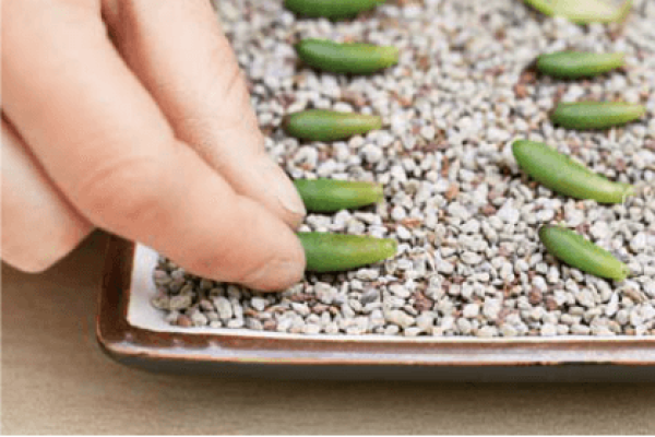 Choose fleshy, plump and healthy leaves.