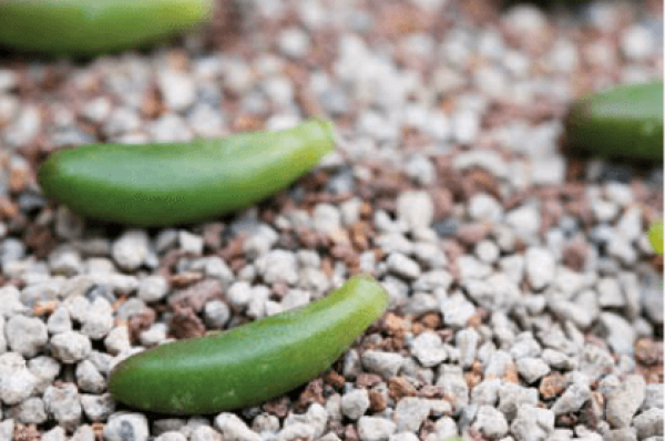 Choose fleshy, plump and healthy leaves.