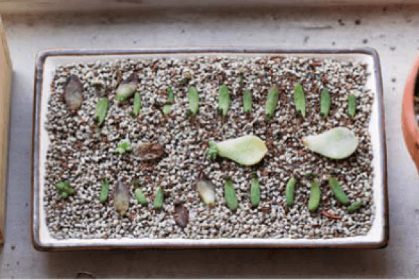 Choose fleshy, plump and healthy leaves.