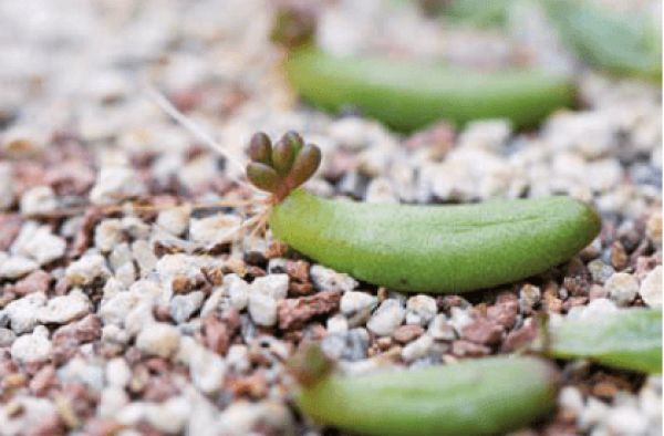 Choose fleshy, plump and healthy leaves.