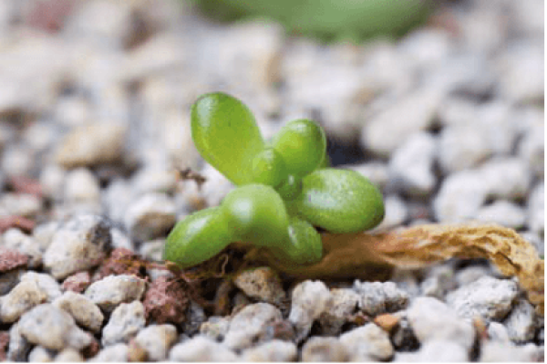 Choose fleshy, plump and healthy leaves.