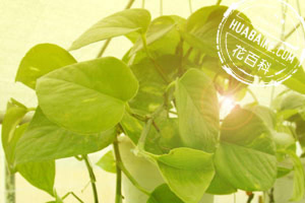 the flower language of pothos: tenacity and kindness