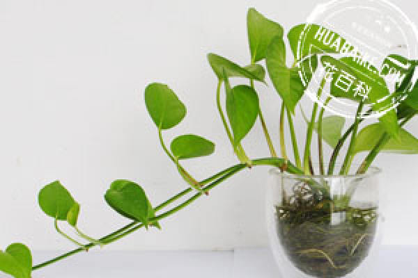 the flower language of pothos: tenacity and kindness