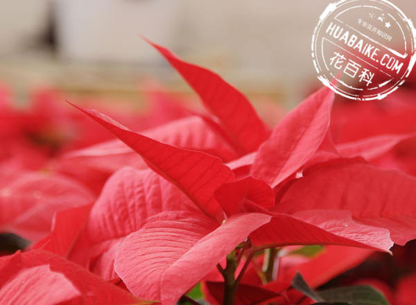 Enjoy the picture of poinsettia