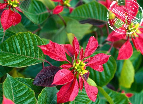 Enjoy the picture of poinsettia