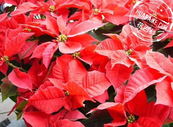 Enjoy the picture of poinsettia