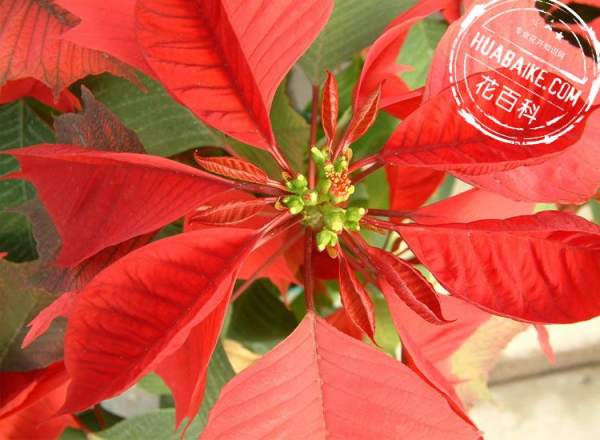 Enjoy the picture of poinsettia