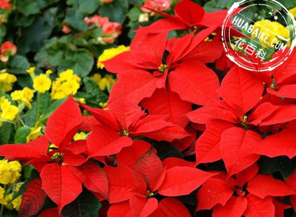 Enjoy the picture of poinsettia