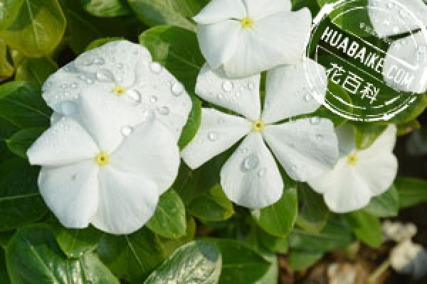 Catharanthus roseus on soil requirement Catharanthus roseus on soil requirement