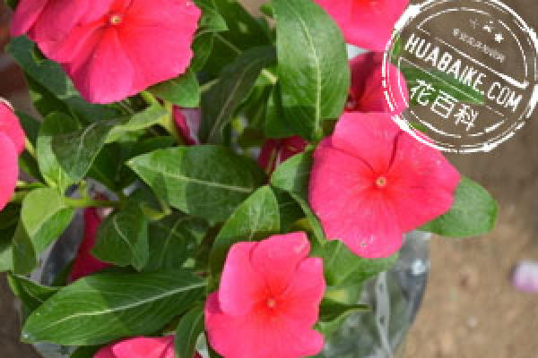 Catharanthus roseus on soil requirement Catharanthus roseus on soil requirement