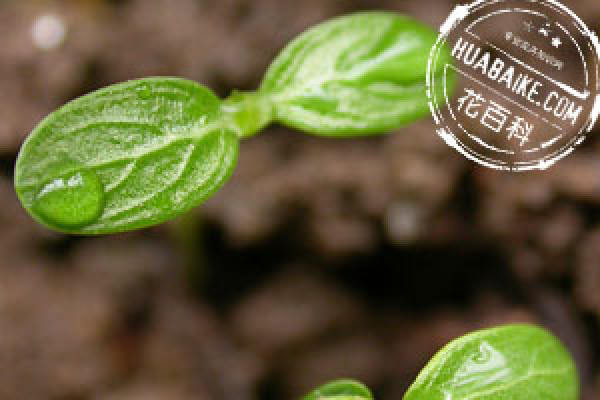Catharanthus roseus on soil requirement Catharanthus roseus on soil requirement