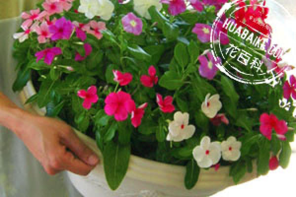 Catharanthus roseus on soil requirement Catharanthus roseus on soil requirement