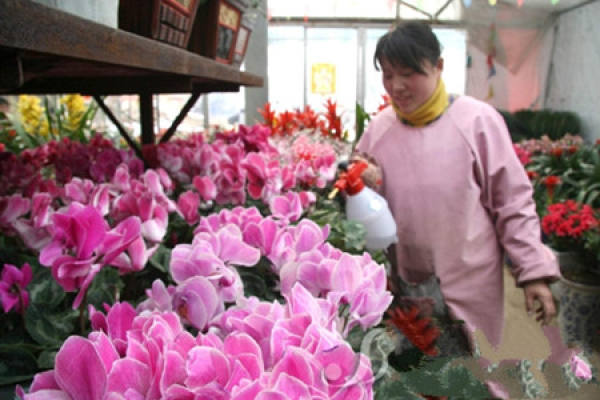 Cyclamen soil