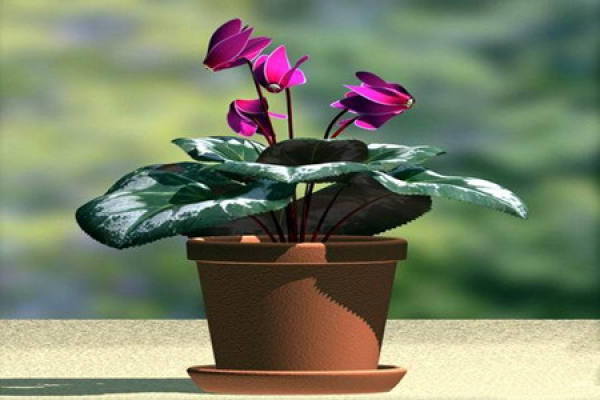 Cyclamen soil