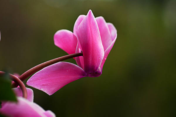 Cyclamen soil