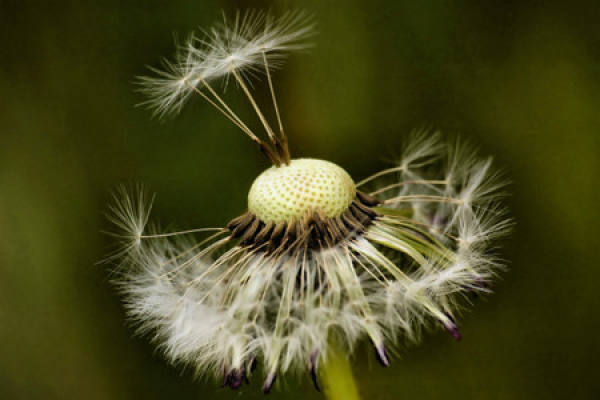 Dandelion seed propagation