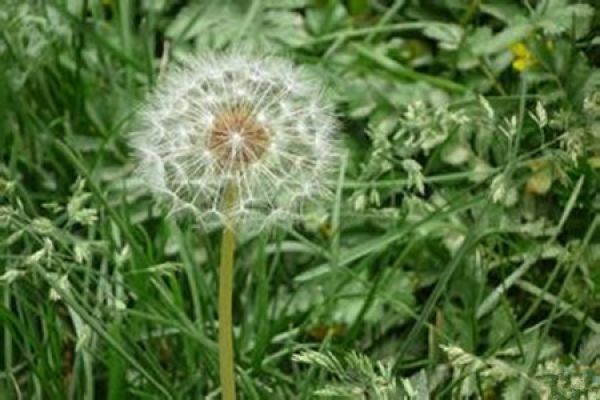 Dandelion seed propagation