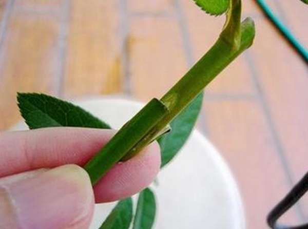 Rootstock and scion of fortune tree