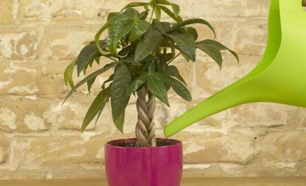 stock and scion of Money Tree