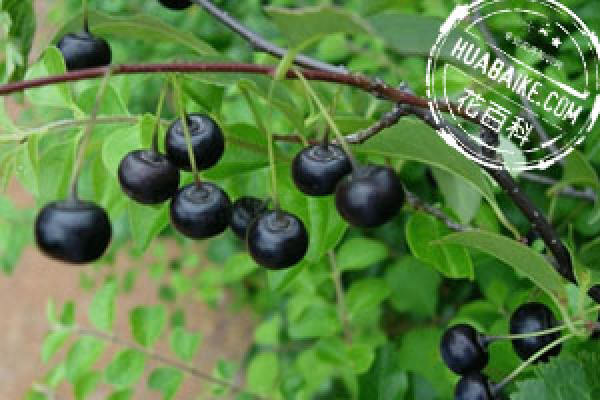 Ilex komarovii Maxim.