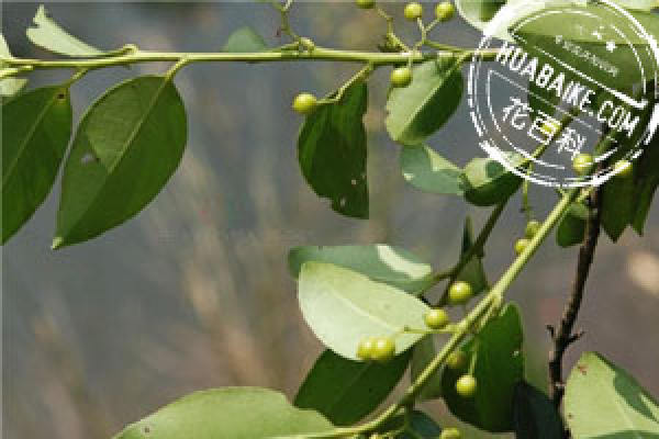 Ilex komarovii Maxim.