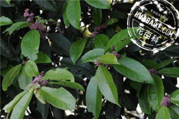 Ilex komarovii Maxim.