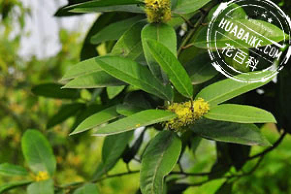 Ilex komarovii Maxim.
