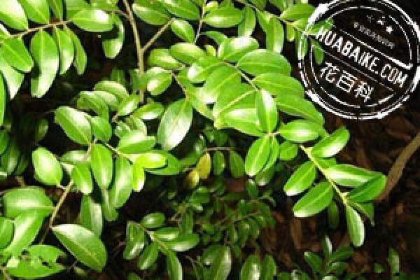 Ilex komarovii Maxim.