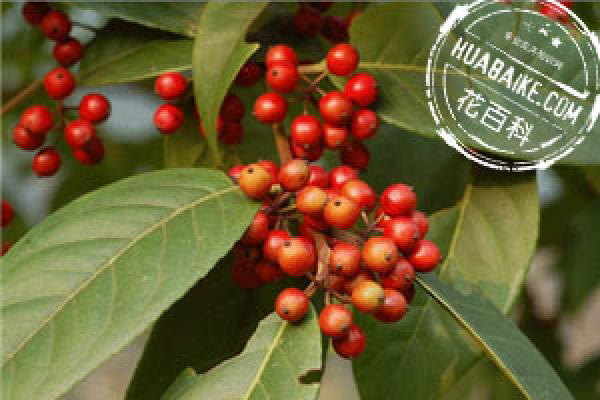 Ilex komarovii Maxim.