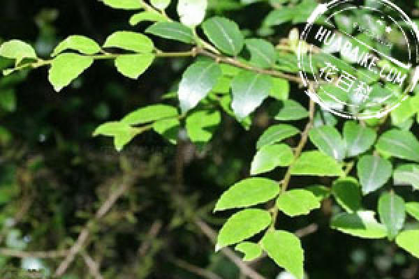 Ilex komarovii Maxim.