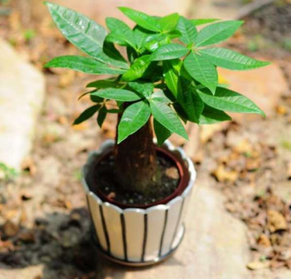 Breed and maintaining method of fortune tree in springs