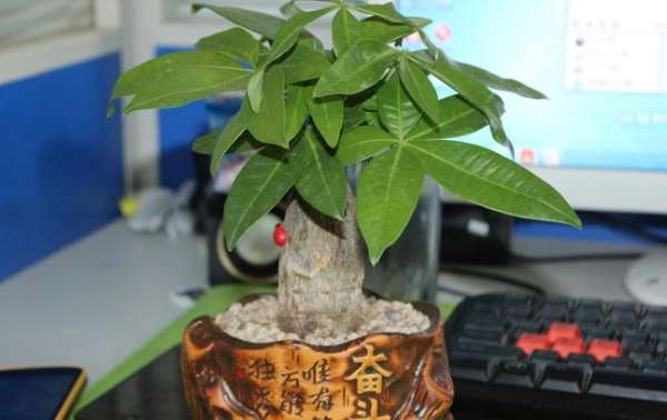 Breed and maintaining method of fortune tree in springs