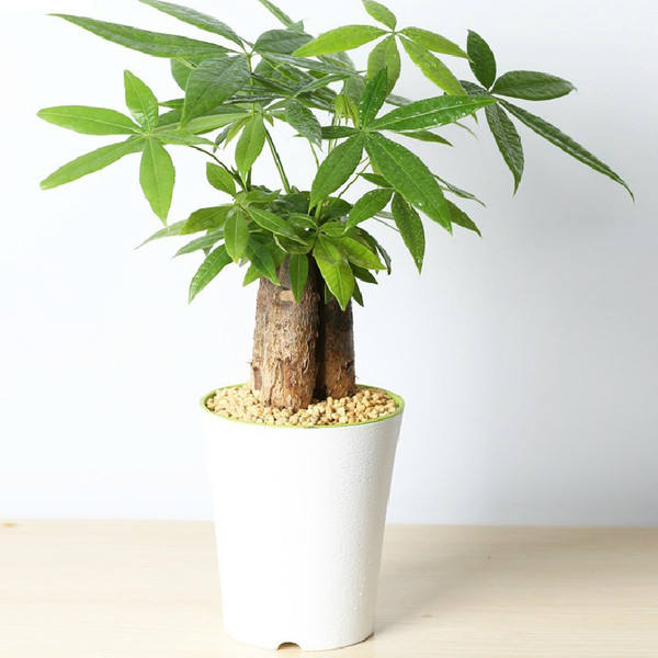 Breed and maintaining method of fortune tree in springs