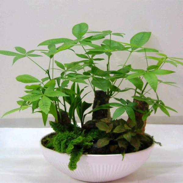 Breed and maintaining method of fortune tree in springs