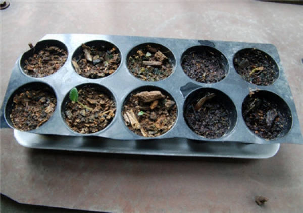 Cyclamen breeding