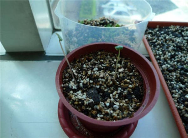Cyclamen breeding