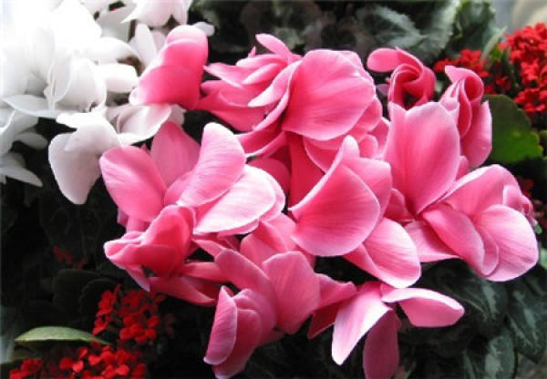 Cyclamen breeding
