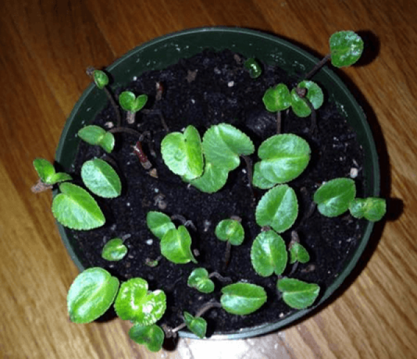 young seedlings from Cyclamen